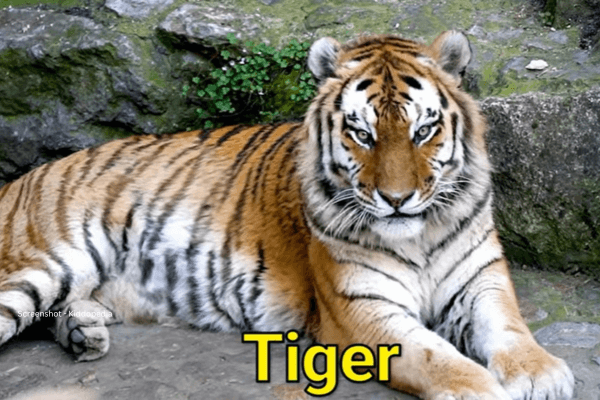 Fun Facts About Bearded Animals And Their Sounds For Kids 23 Tiger