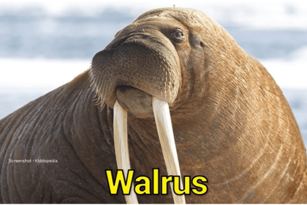 Fun Facts About Bearded Animals And Their Sounds For Kids 24 Walrus
