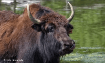 Hoofed Animals For Kids: Cloven Feet and Majestic Adventures 20 Yak Hoofed Animal