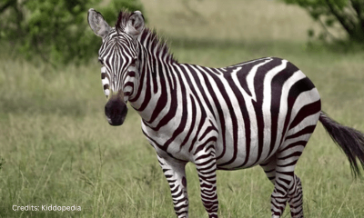 Hoofed Animals For Kids: Cloven Feet and Majestic Adventures 6 Zebra