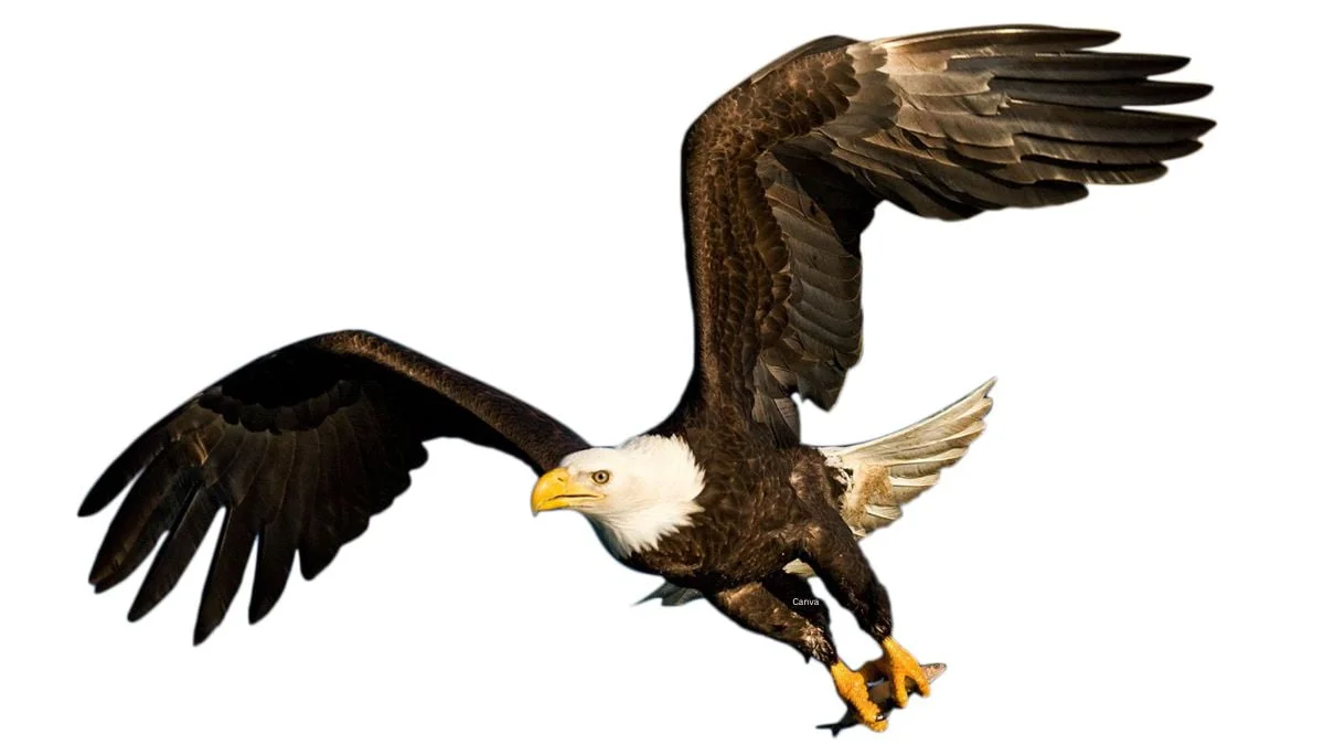 7 Powerful Life Lessons From The Eagle Wisdom