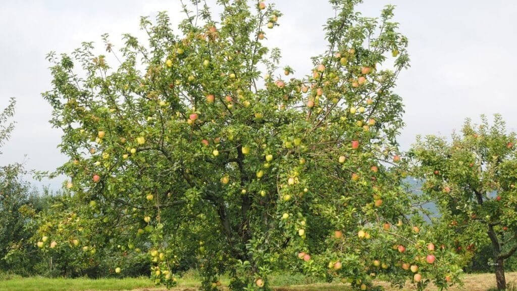 The Loving Apple Tree: A Moral Story Of Unconditional Love 10 Loving Apple Tree