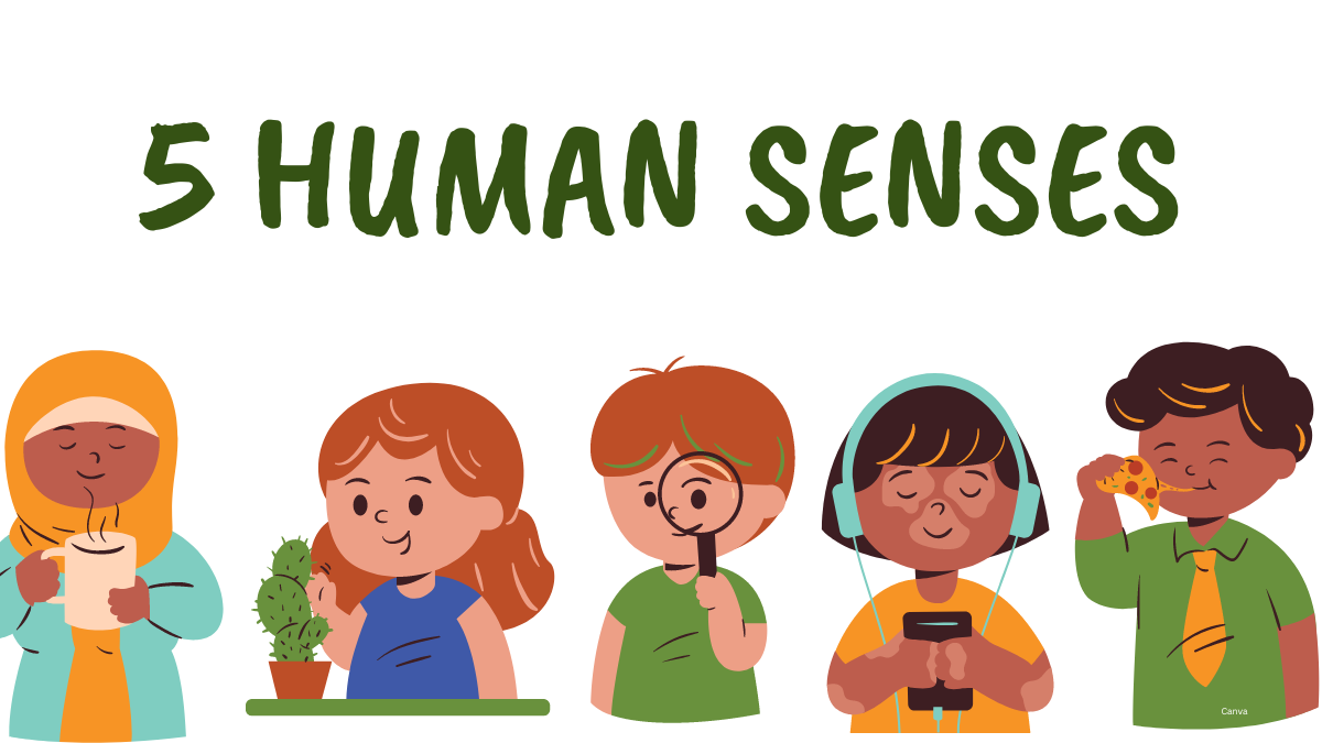 Human Senses