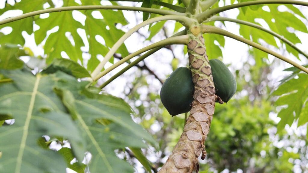 The Sad Papaya Tree: The Tale Of A Lesson In Self-Worth 3 Sad Papaya Tree
