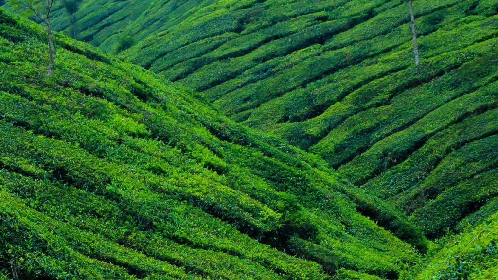 Embracing Green