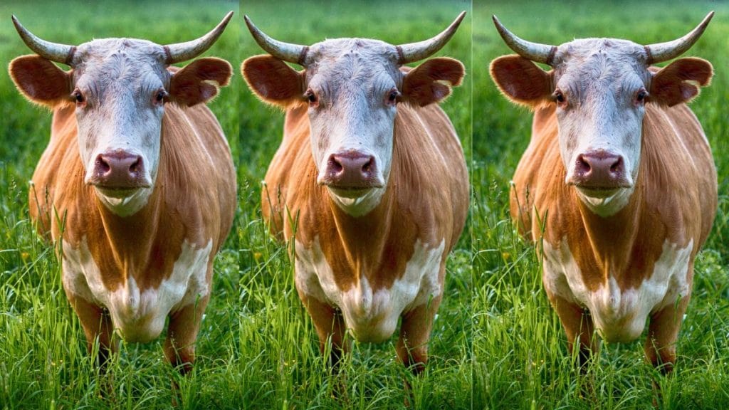 The Tale Of The Three Bulls: Moral Story 7 Tale Of The Three Bulls