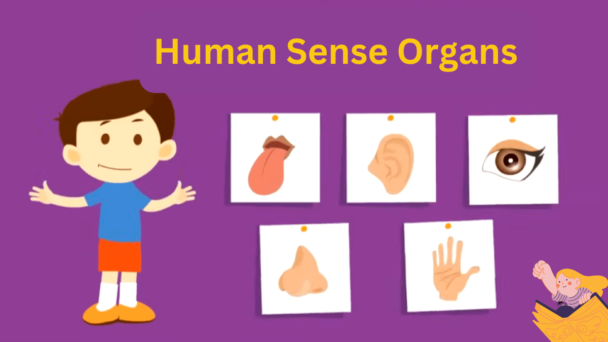 Human Sense Organs
