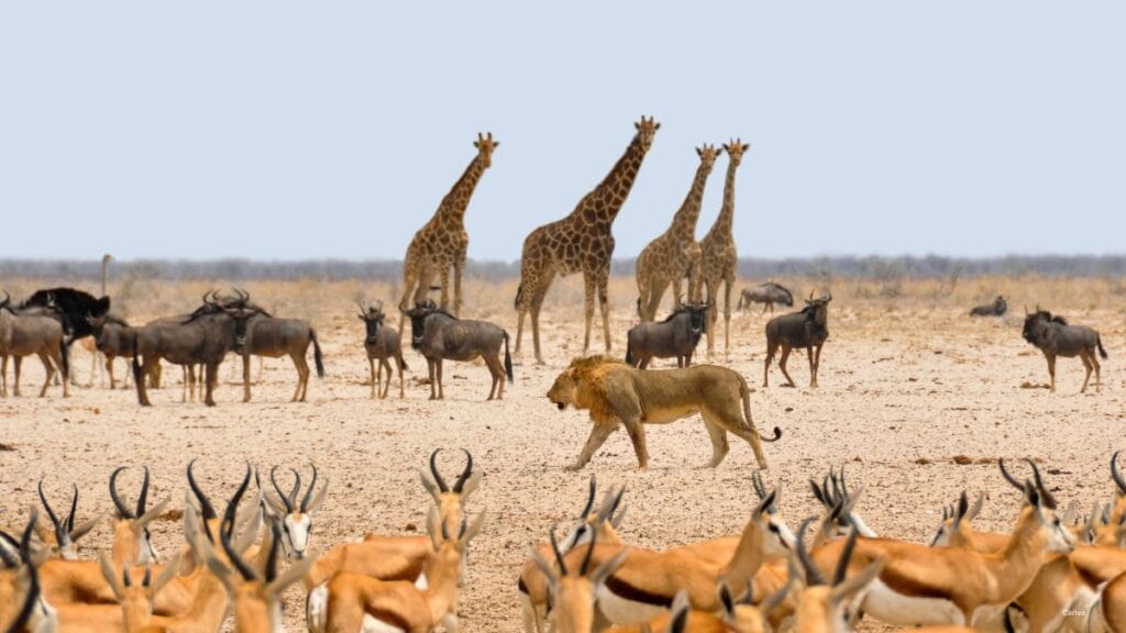 20 Animal Quiz And Amazing Facts for Curious Kids 2 Animal Quiz
