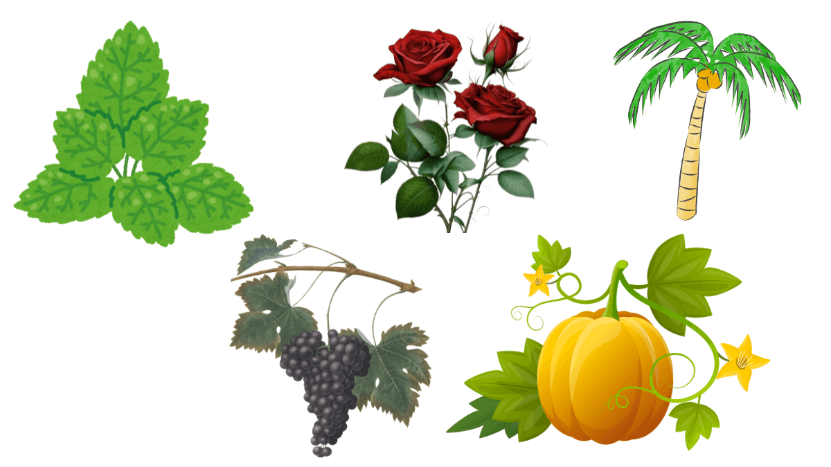 Types Of Plants For Kids' Learning: Herbs, Shrubs, Trees & More