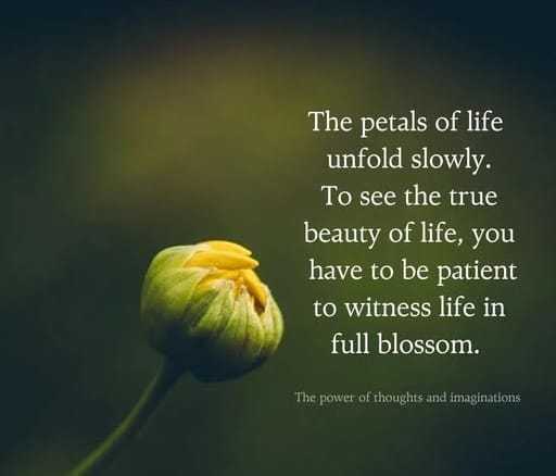 Stay Patient: How to Handle Delays and Trust Life’s Timing 4 Petals of life Quote