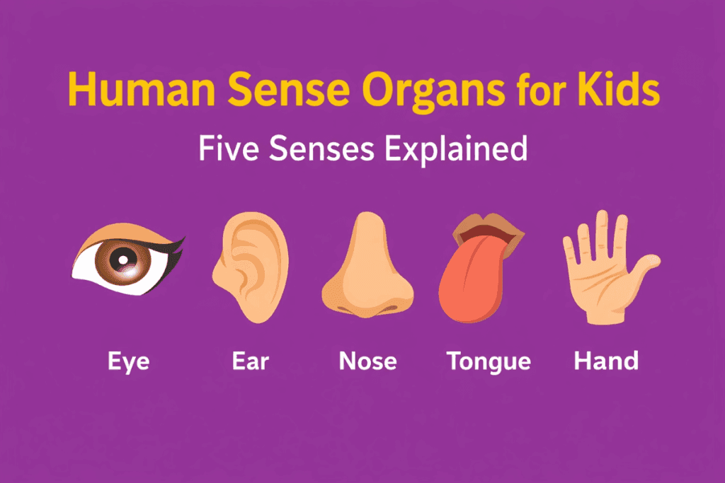 Human Sense Organs for Kids (The Five Senses Explained) 2 Human Sense Organs
