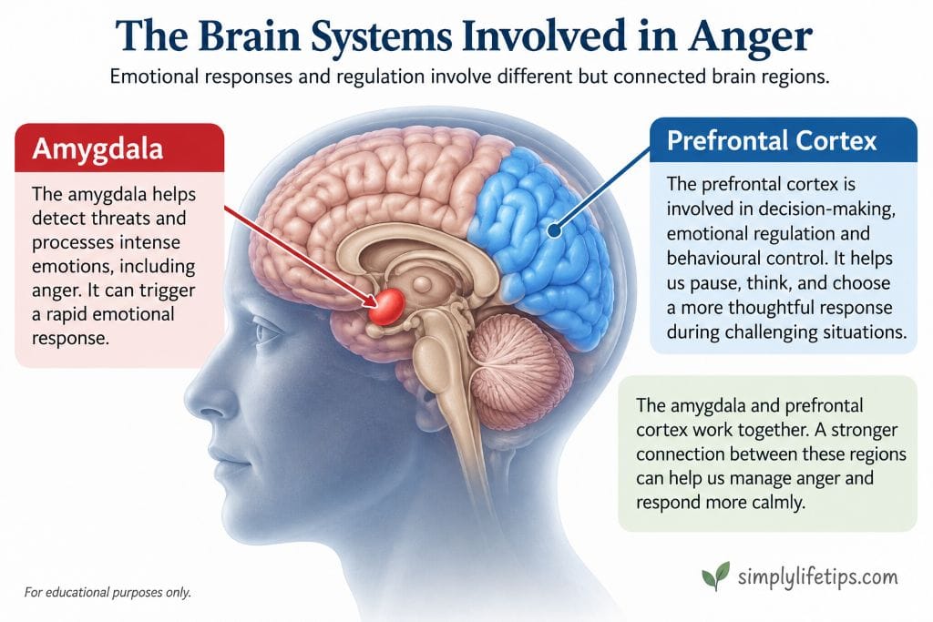 Brain systems involved in anger showing the amygdala and prefrontal cortex